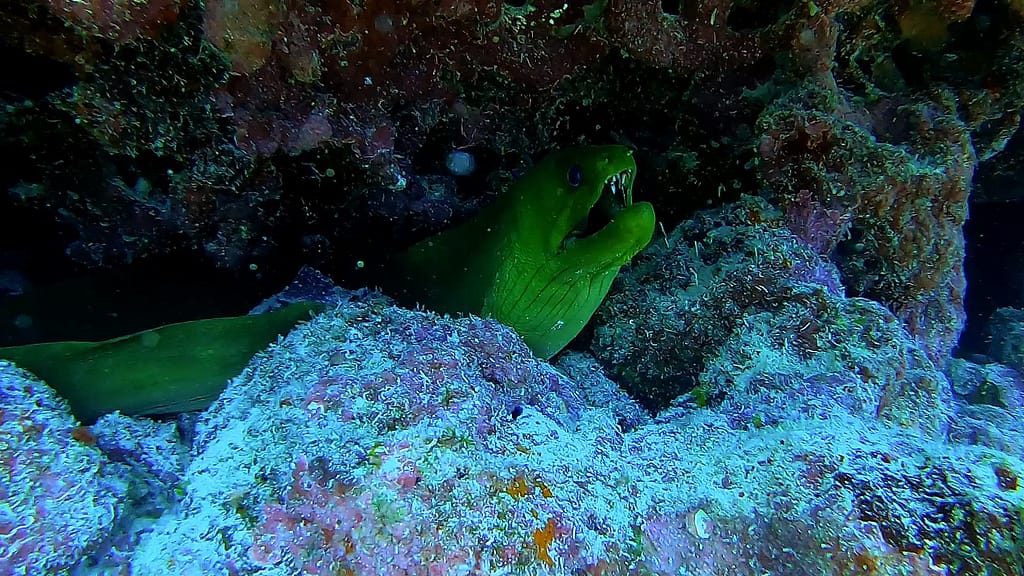 eel close up pickles reef key largo_Momentpan out