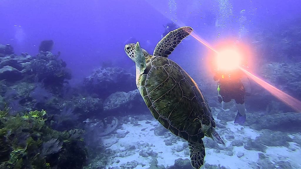 sea turtle Molasses reef scuba diving
